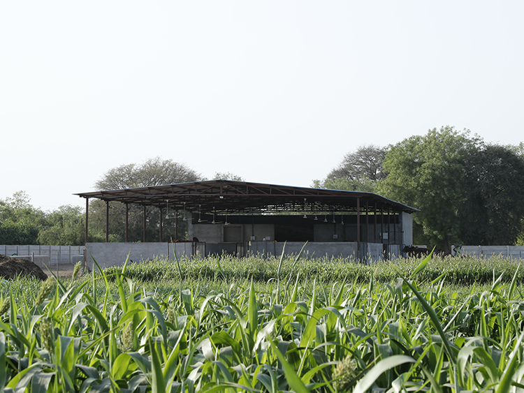 Gau Shala